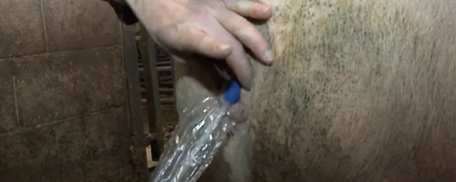 Sow pig artificial incemination